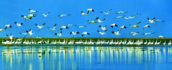 鄱阳湖上白鹤群舞.jpg 鄱阳湖上白鹤群舞.jpg