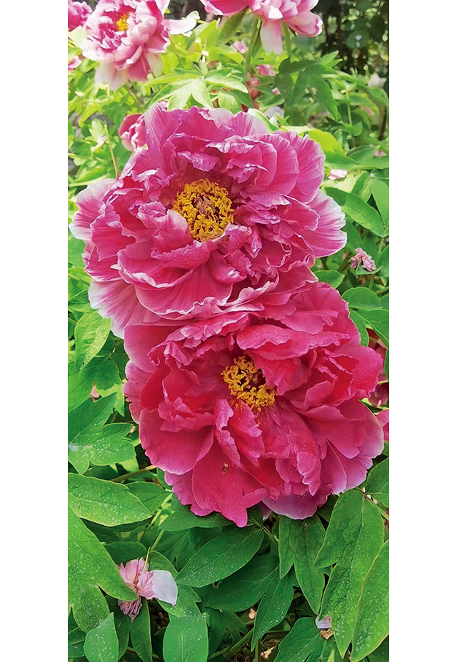 摄影:韩宁.jpg 摄影:韩宁.jpg