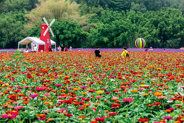 燕塘村花海。摄影:邓梅芳 .jpg