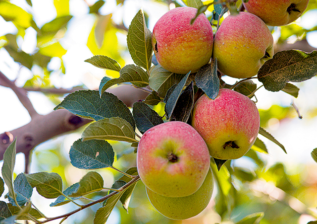 46.硕果飘香.jpg 46.硕果飘香.jpg