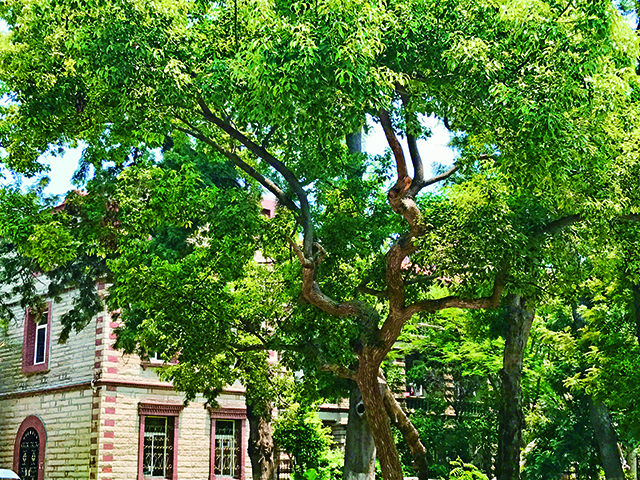厦门大学校园.jpg 厦门大学校园.jpg